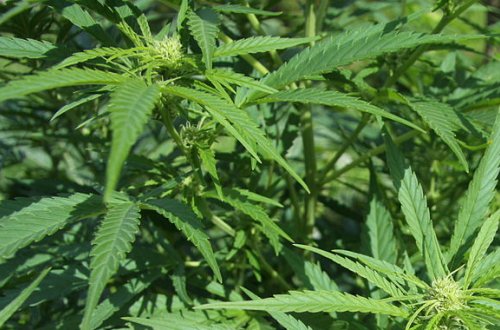 Marixuana istehsal edəcəklər