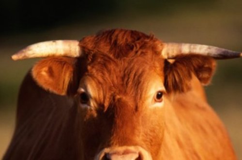 İnək qəzaya səbəb oldu: bir yaralı