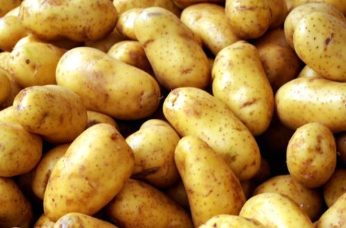 İrandan gətirilən kartofda xəstəlik aşkarlandı