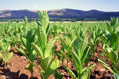 Azərbaycanda tütünün satınalma qiyməti artırılır