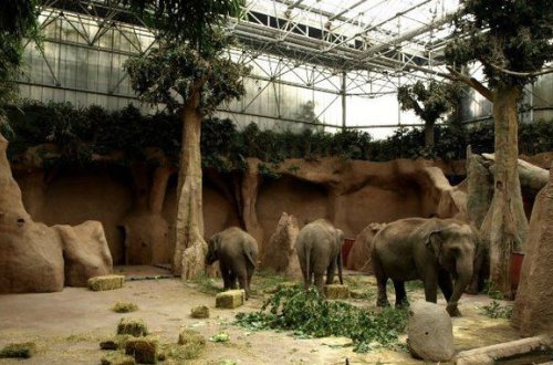 Bakıda böyük zoopark yaradılır