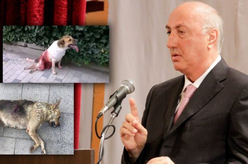 Sumqayıt icra başçısı sahibsiz heyvanları belə ödürtdürür