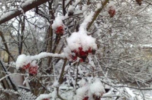 Paltar satmaqdan pul çıxmadı