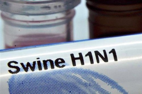 Dağıstanda 99 nəfər `donuz qripi`nə tutulub