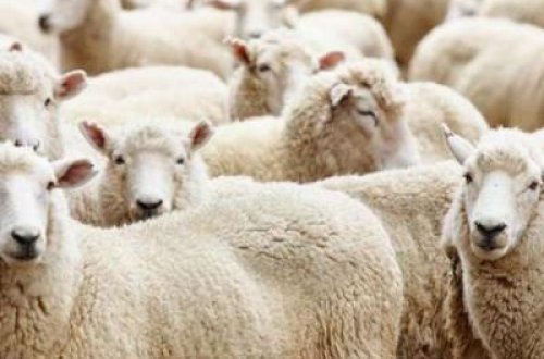 Oğrular polisi aldada bildilər