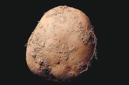 `Kartof` 1 milyon dollara satıldı