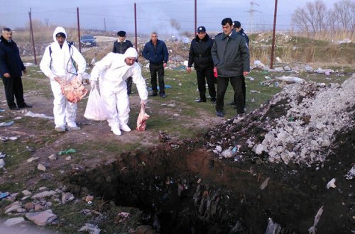Gürcüstandan gətirilən 3 baş donuz cəmdəyi zərərsizləşdirilib