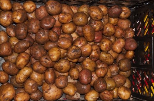 Bu kartofları almayın