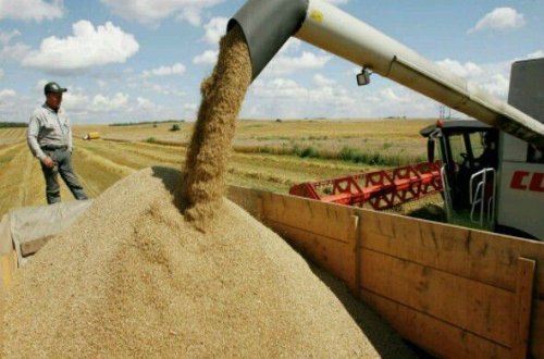 Nazir müavini: Azərbaycanda iri taxılçılıq təsərrüfatları yaradılacaq