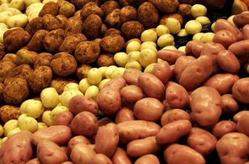 Texniki kartof insanlara satılır?