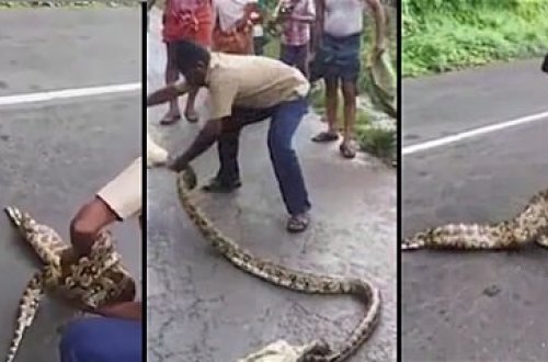 İlanın udduğu keçini əli ilə çıxardı