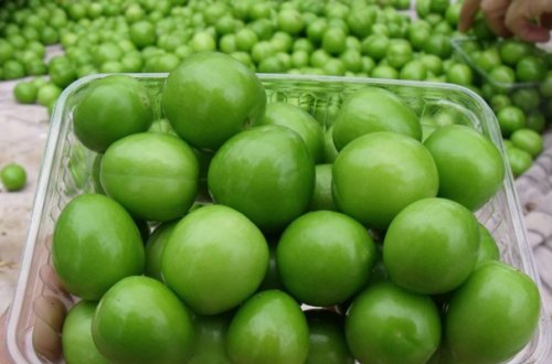 Bakıda alçanın fantastik qiyməti