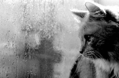 Azərbaycanda yağıntılı hava gözlənilir