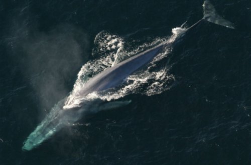 Yapon gəmisi balina ilə toqquşdu