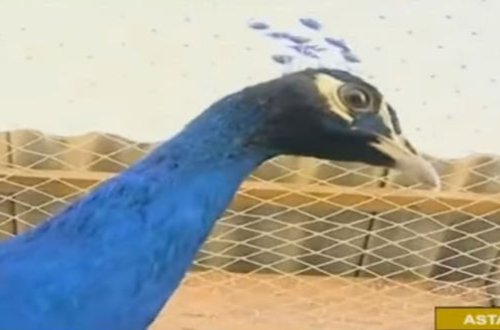 Astarada 3000 manata quş satırlar