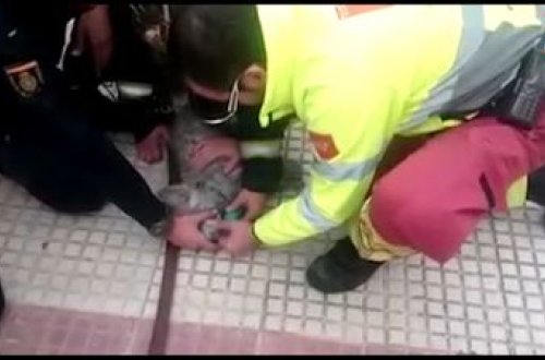 Ürəyi dayanan itə süni nəfəs verdilər