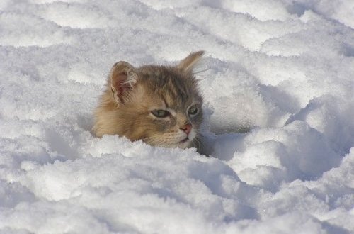 Azərbaycanda qarın hündürlüyü 1 metri keçdi