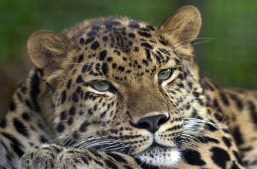 Naxçıvanda daha bir bəbirin görüntüləri çəkilib