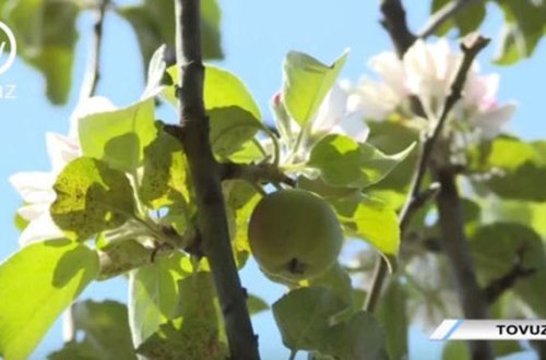 Tovuzda qeyri-adi ağac görənləri heyrətləndirir