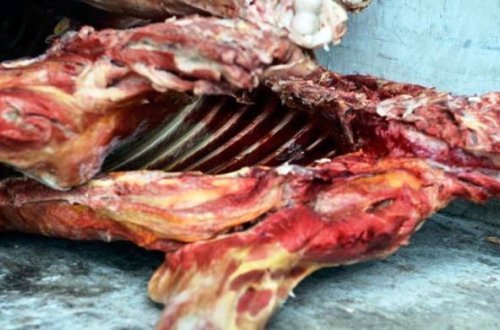 Əhaliyə leş əti satmaq istəyənlər tutuldu