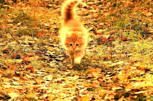 Sinoptiklər sabah üçün yağmursuz hava söz verirlər