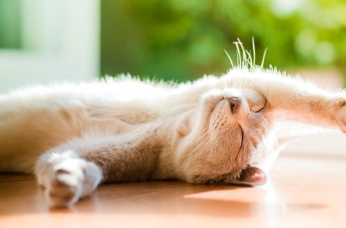 İstirahət günlərində 