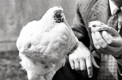 ŞOK! Bu xoruz 18 ay başsız yaşadı