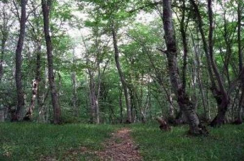 Zaqatalanın meşə müdiri