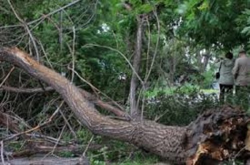 Bakıda minlərlə ağacın aşma təhlükəsi var