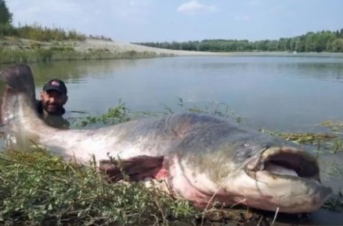 120 kiloluq balıq tutdu