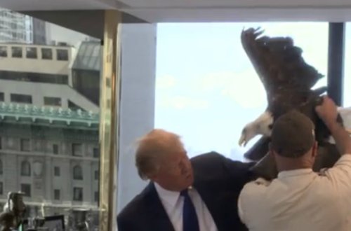 Qartal Donald Trampa hücum etdi