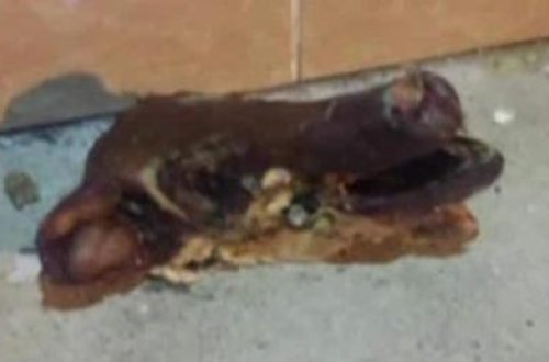 Məscidə donuz kəlləsi atdılar