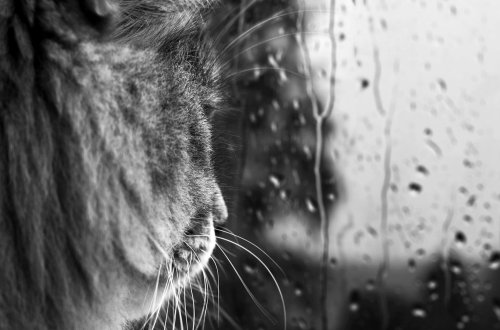 Yağışlı hava sabah da davam edəcək