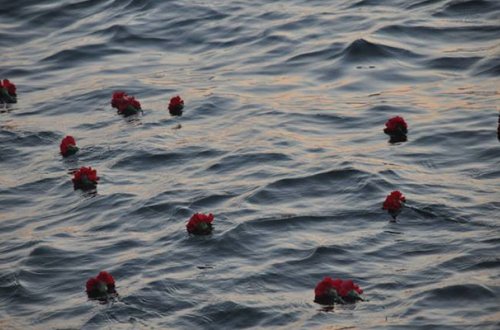 “Dənizə bir qərənfil ataq...” aksiyası