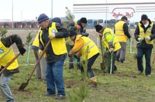 Ağacəkmə aksiyası keçirilib