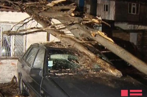 Bakıda ağac 3 avtomobilin üstünə aşdı