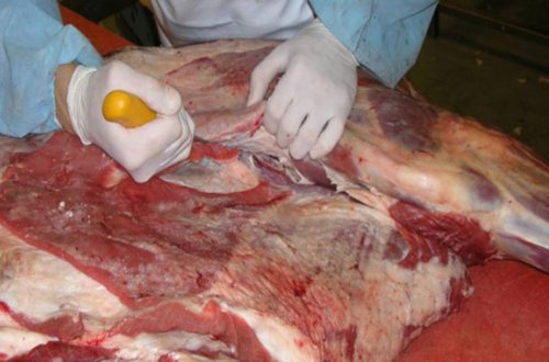 Bakıda 20 ton ətdə xəstəlik tapıldı