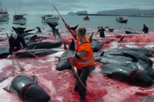 Yaponiya geri addım atmır, ova davam...