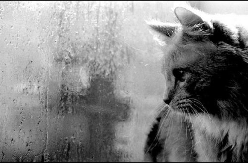 Sabah Azərbaycanın bəzi yerlərində yağış yağacaq