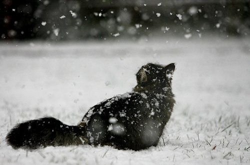 Dekabrın hava proqnozu açıqlandı