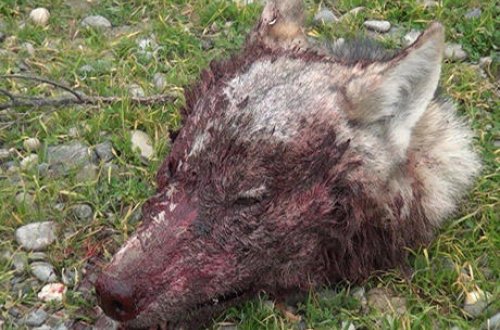 Mingəçevirdə canavar gənc oğlanı ağır yaralayıb