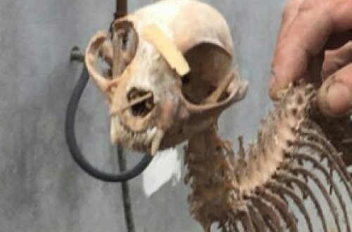 ​Azərbaycanda qəribə heyvan skeleti tapılıb