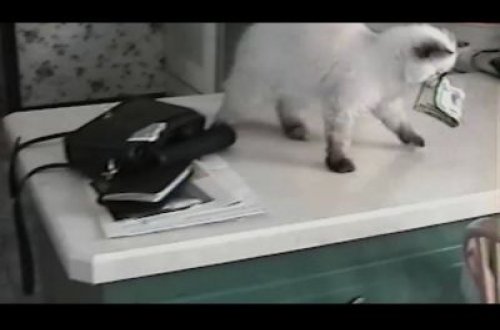 Sahibinin çantasından pul oğurlayan pişik