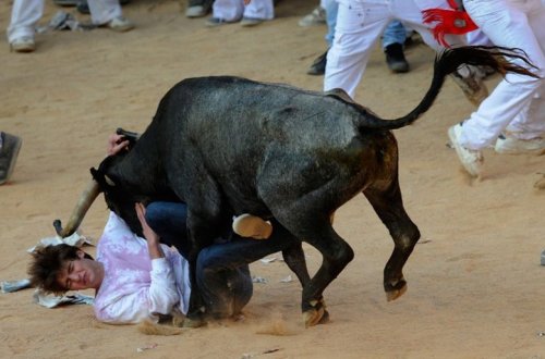 Öküz çimərliyə hücum etdi