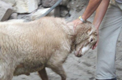 Sumqayıt sakinini qoç vuraraq öldürdü