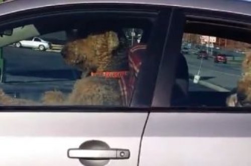 Avtomobil sürən itlər