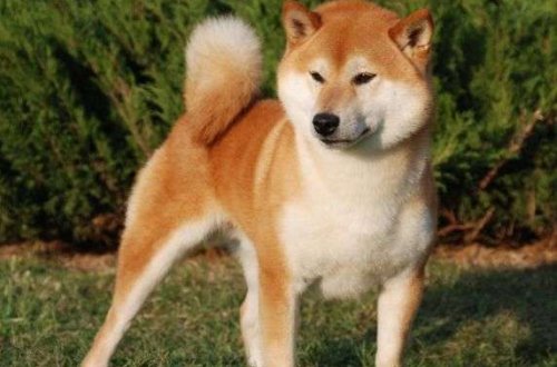 Ölkə rəhbərliyi köpəyi turizm səfiri təyin etdi