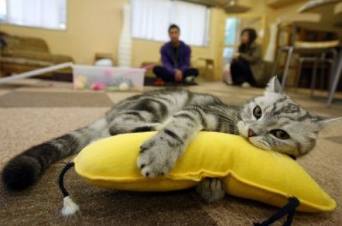 Pişikli kafelərdə rahatlıq tapan əhali