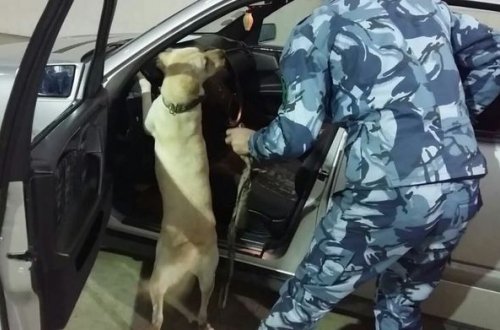 “Mimi” ləqəbli it 2 kiloqram heroin tapdı