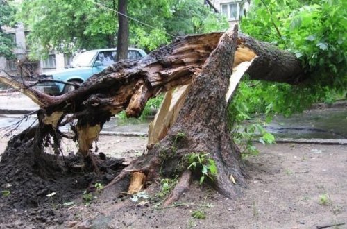 Bakıda 20 metrlik ağac üç evin üzərinə aşdı
